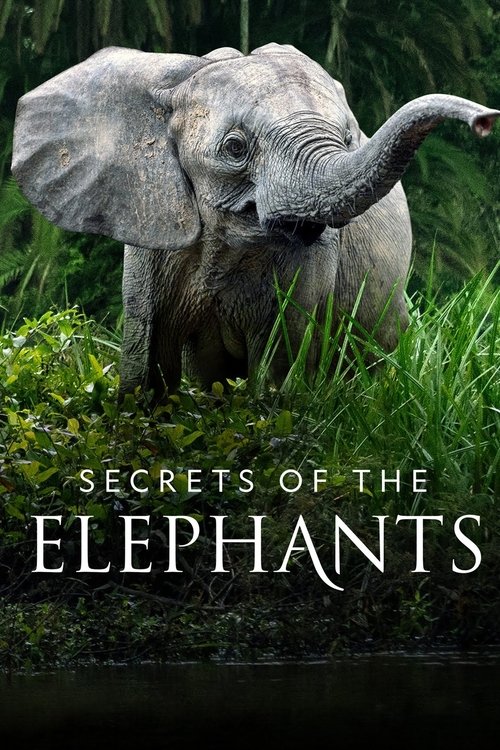 Secrets of the Elephants (2023) film posteri