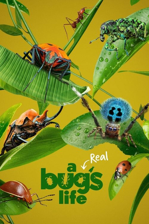 A Real Bug’s Life (2024) film posteri
